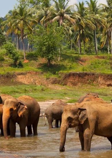 Tikarpada-Wildlife Sanctuary